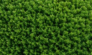 closeup light green bush