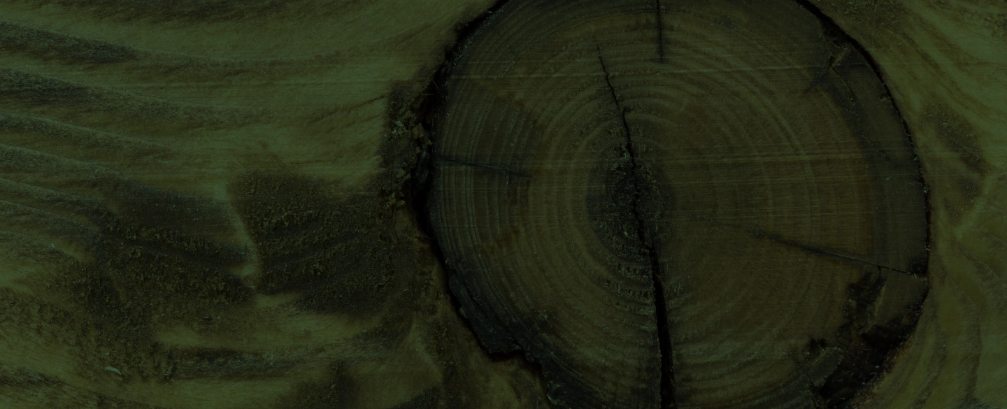 stump tecture closeup