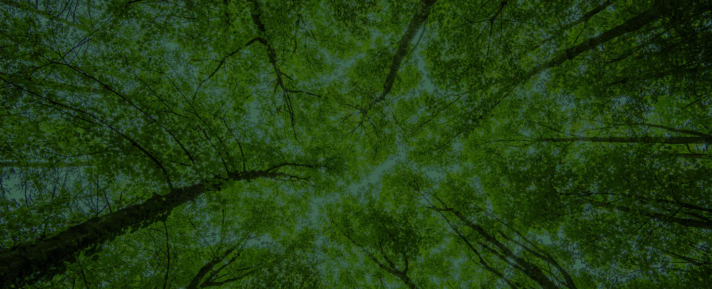trees seeing from the bottom view